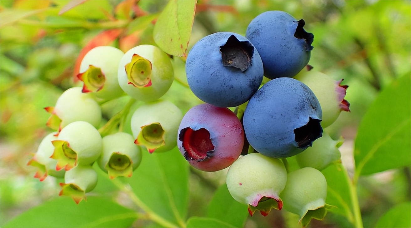 外出打工不賺錢，回農(nóng)村種植7種經(jīng)濟(jì)作物，技術(shù)簡單不少賺錢