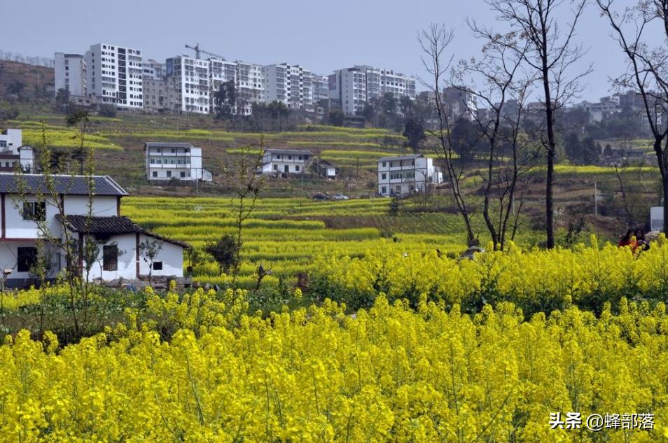 擁抱農(nóng)村電商,小伙一部手機(jī)創(chuàng)業(yè),月入過(guò)萬(wàn)已是小目標(biāo),值得學(xué)習(xí)