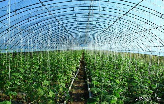 創(chuàng)業(yè)小項目投資小見效快，適合農(nóng)村的創(chuàng)業(yè)好項目