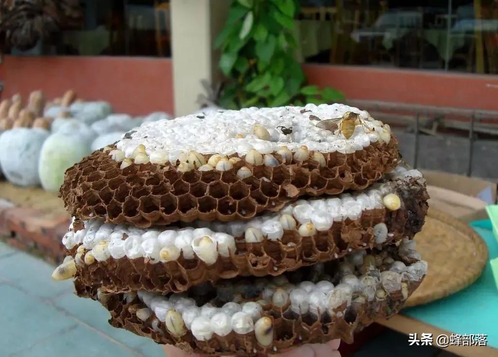 在農(nóng)村這10個項目適合農(nóng)民干，發(fā)展前景好，看看你適合哪個？