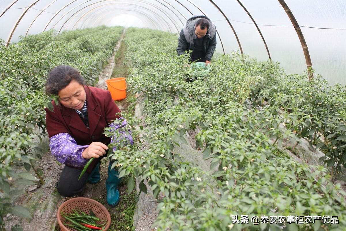 能讓農民快速發財致富的八大行業，有哪些呢？