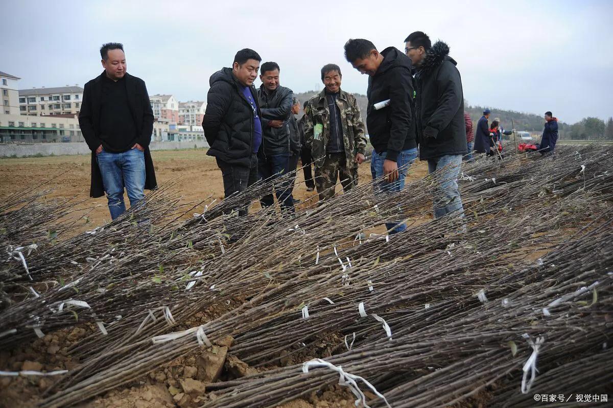 農村的暴利行業你知道幾個？你從事了嗎？