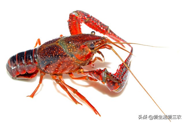 這些農村小本項目，一樣也可賺大錢，建議收藏