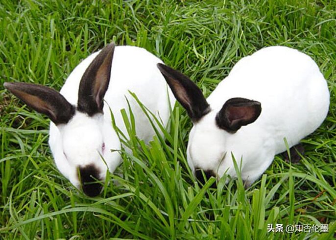 農村養殖什么不愁銷路（3個最緊缺養殖業）-專在家創業網