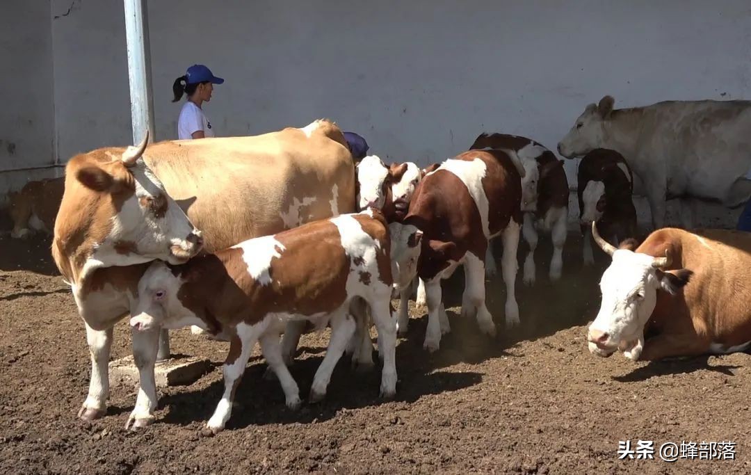 在農村，做什么項目可以穩定賺錢？這5個項目投資不大，利潤還高