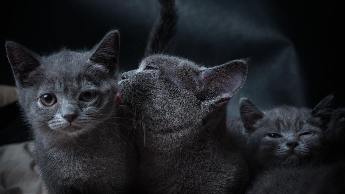 寵物店怎么做活動(dòng)吸引客戶？寵物店?duì)I銷方案思路-專在家創(chuàng)業(yè)網(wǎng)