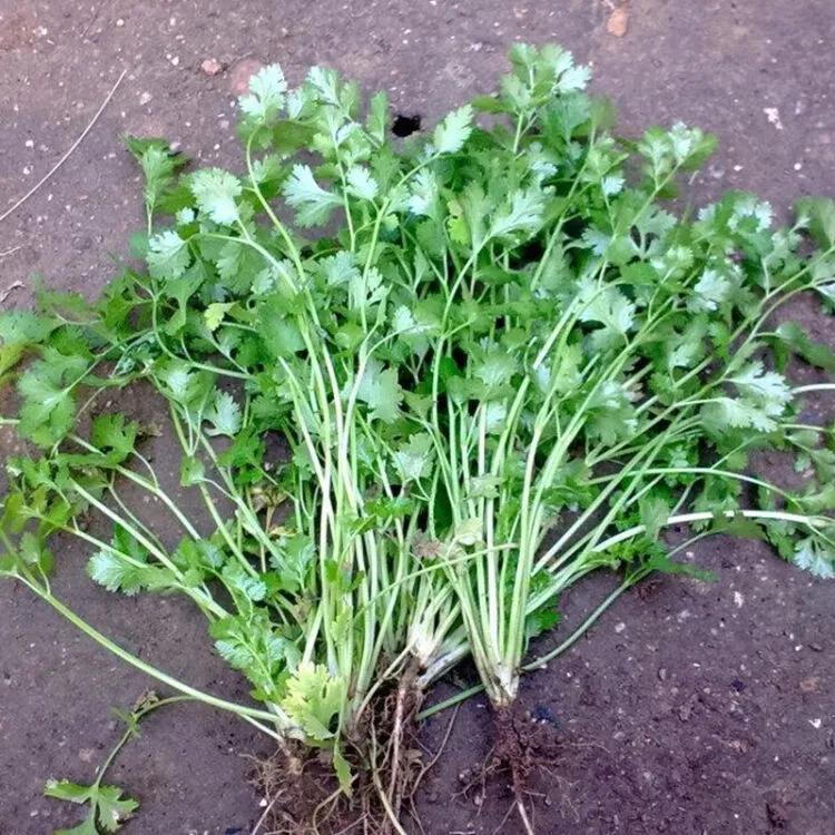 哪些種植項目不愁銷路？這些常見項目值得考慮，請收藏