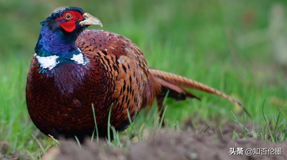 適合窮人沒本錢的養殖(成本低的暴利養殖)-專在家創業網