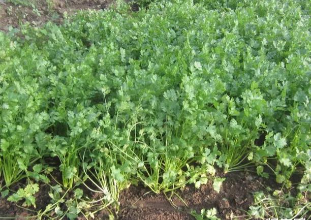 哪些種植項目不愁銷路？這些常見項目值得考慮，請收藏