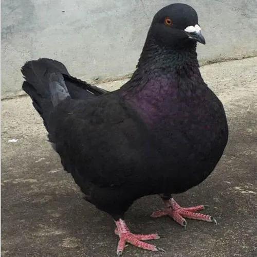 新手養什么比較掙錢？推薦5個適合年輕人的養殖項目-專在家創業網