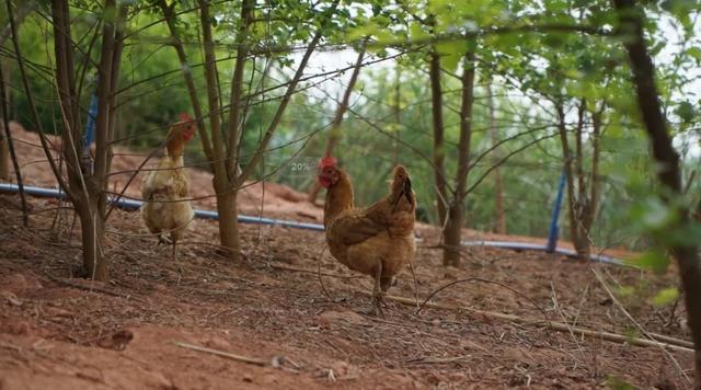 農(nóng)村小本創(chuàng)業(yè)項(xiàng)目大全（適合當(dāng)代年輕人的創(chuàng)業(yè)）-專在家創(chuàng)業(yè)網(wǎng)