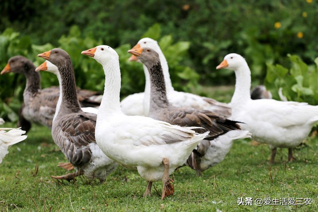這些農村小本項目，一樣也可賺大錢，建議收藏