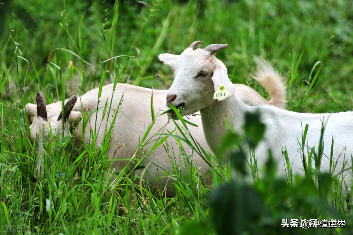 不想打工了，手中只有3萬元，回農村創業，養殖什么較好？