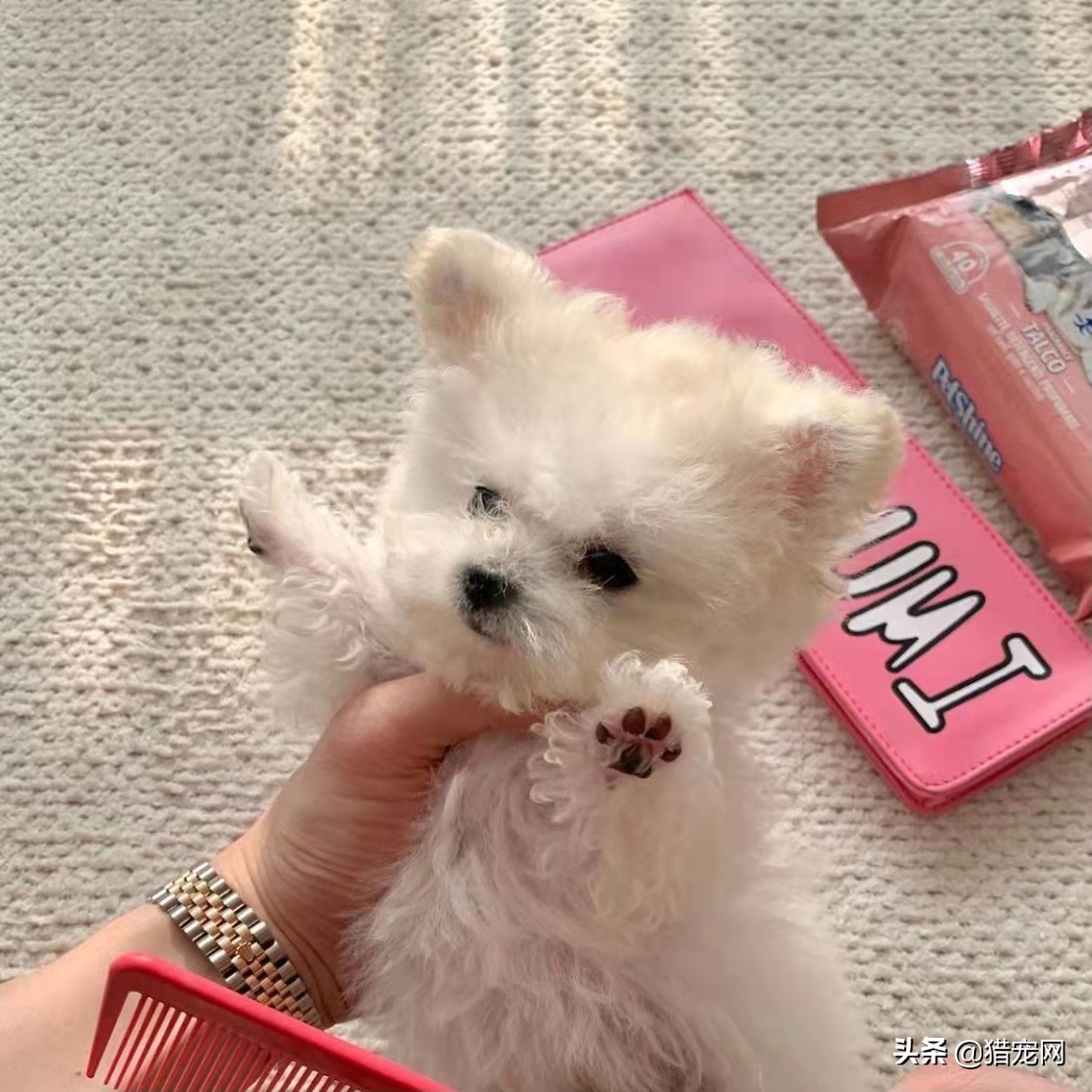 寵物美容行業(yè)的發(fā)展前景（寵物美容師的就業(yè)前景）-專在家創(chuàng)業(yè)網(wǎng)