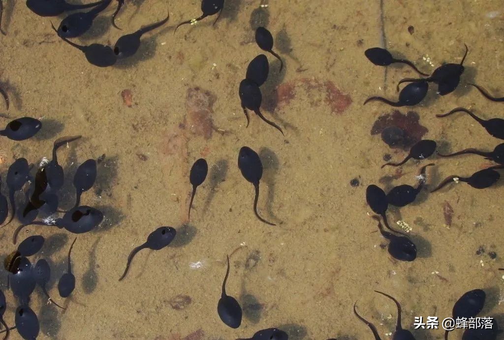 2021年農村發展,這些項目投資不多利潤高,管理好賺50萬是可能的