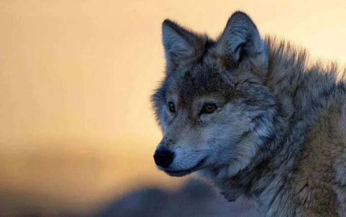 網(wǎng)絡(luò)創(chuàng)業(yè)需要哪些思維？簡(jiǎn)述如何選擇創(chuàng)業(yè)項(xiàng)目-專在家創(chuàng)業(yè)網(wǎng)