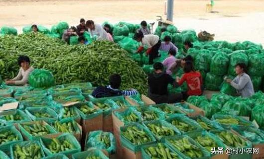 在農(nóng)村創(chuàng)業(yè)，干什么有前景、能快速致富？這6個項目簡單又賺錢