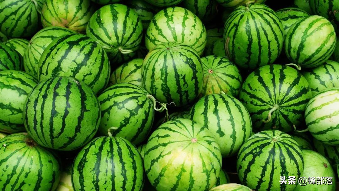 2021年農村發展,這些項目投資不多利潤高,管理好賺50萬是可能的