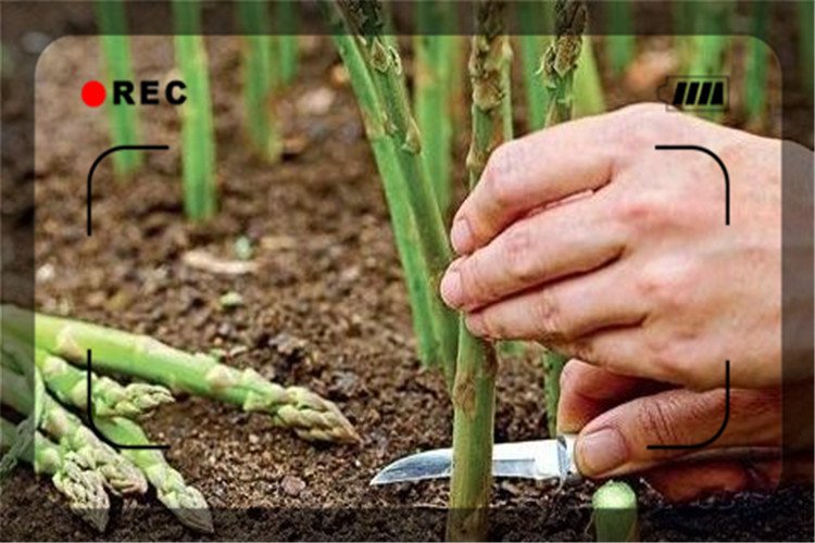 一個35歲的返鄉青年，2020年可以選擇什么低成本、前景好的項目？