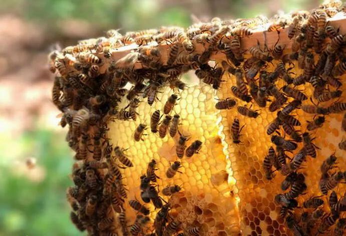 十個不用擔心銷路的養殖項目(1)一般人我不告訴他，看完請收藏