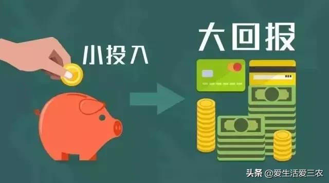 農業小項目,也能掙大錢,這些偏門小生意原來真的很掙錢!