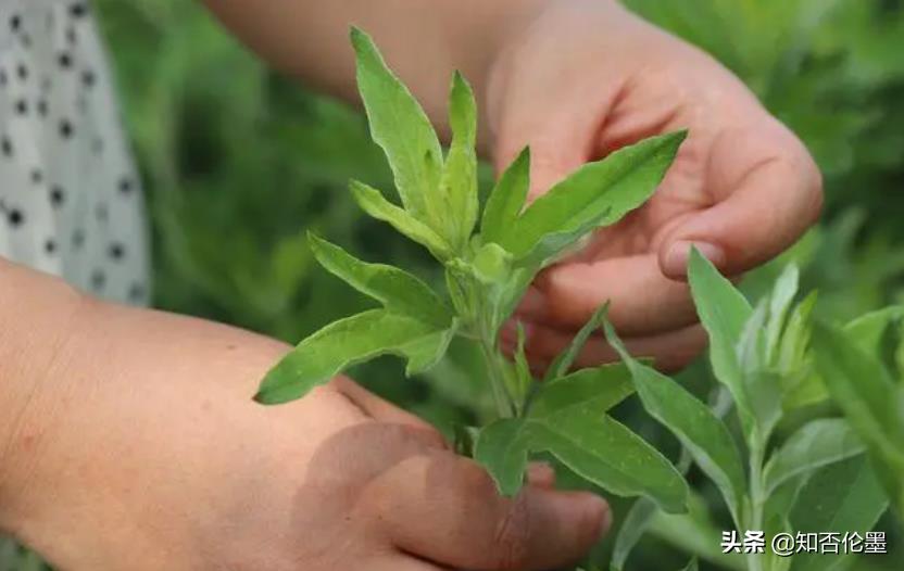 農村適合做什么項目？這四個項目投資小賺錢快-專在家創業網