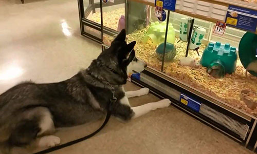 做生意難？這5個(gè)小生意不起眼，卻很掙錢