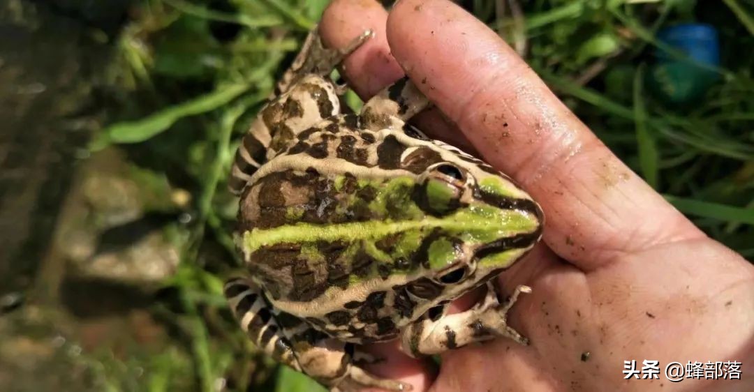 2021年農村發展,這些項目投資不多利潤高,管理好賺50萬是可能的