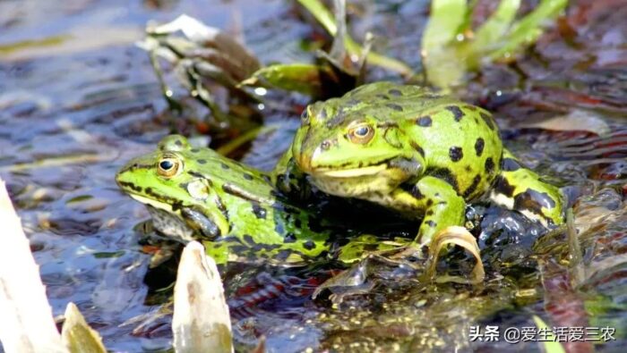 適合窮人沒本錢的養殖(推薦5個不需要門面的養殖生意)-專在家創業網