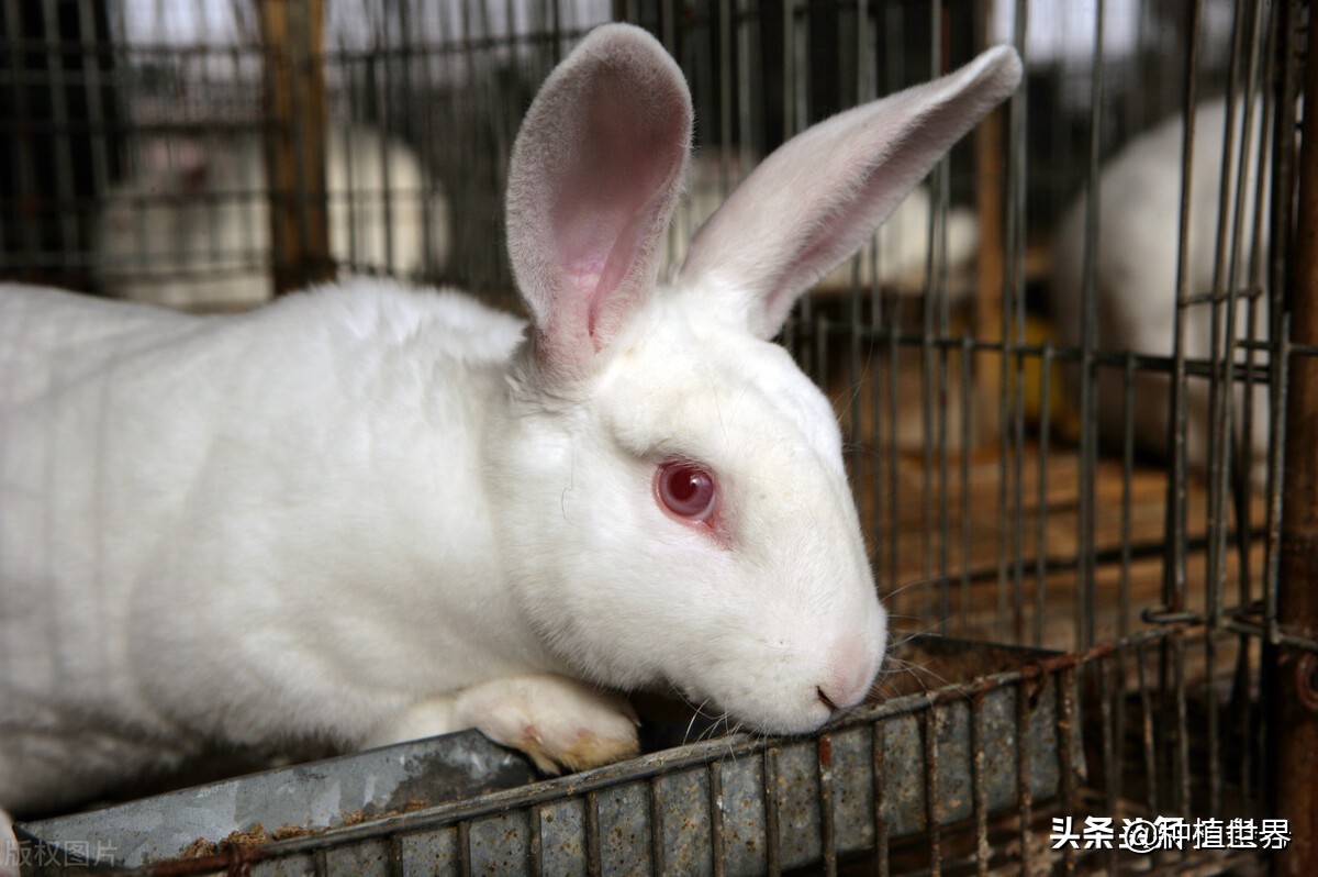 不想打工了，手中只有3萬元，回農村創業，養殖什么較好？