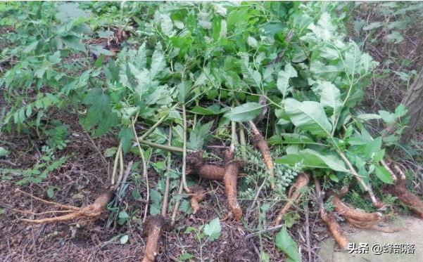 擁抱農(nóng)村電商,小伙一部手機(jī)創(chuàng)業(yè),月入過(guò)萬(wàn)已是小目標(biāo),值得學(xué)習(xí)