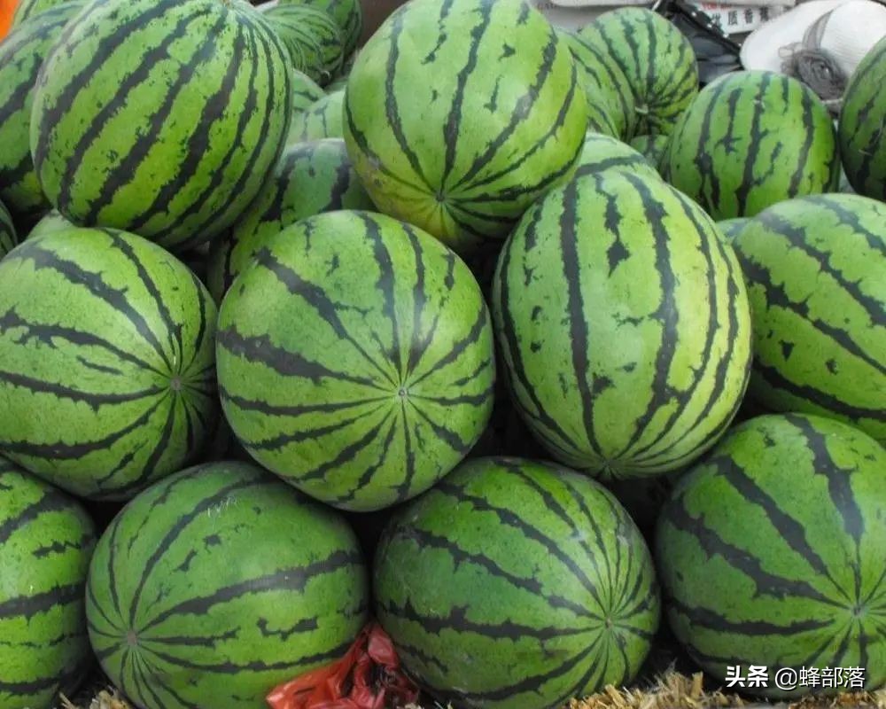 2021年農村發展,這些項目投資不多利潤高,管理好賺50萬是可能的