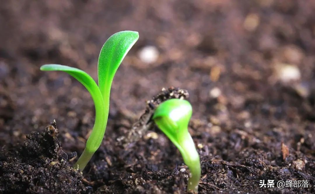 在農村，做什么項目可以穩定賺錢？這5個項目投資不大，利潤還高