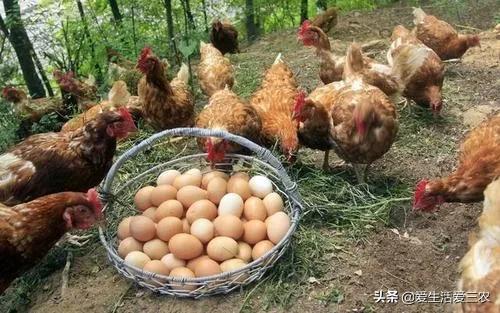 快速回本的十大農村項目，雖然很普通，但是賺得真不少，請收藏