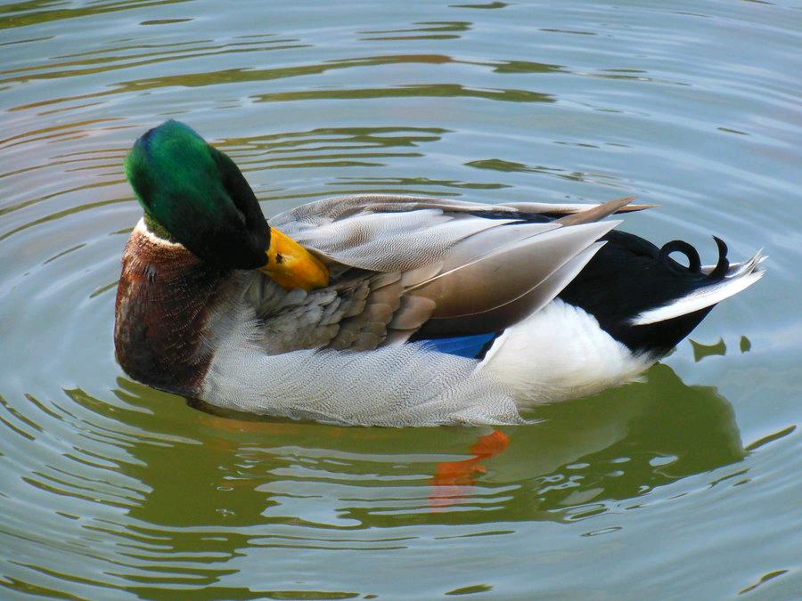 窮人怎樣創業?農村最賺錢的3個養殖項目-專在家創業網