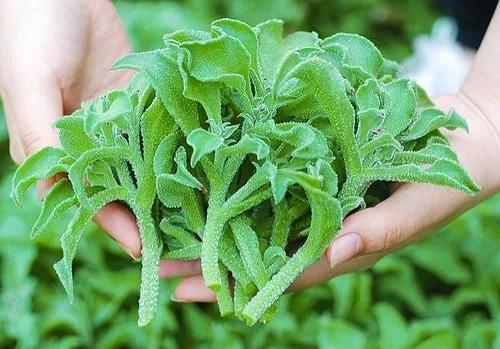 哪些種植項目不愁銷路？這些常見項目值得考慮，請收藏