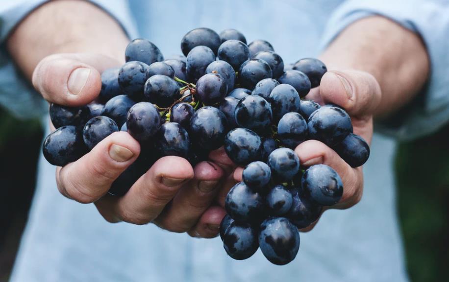 水果店如何經營（水果店的經營模式與管理）-專在家創業網