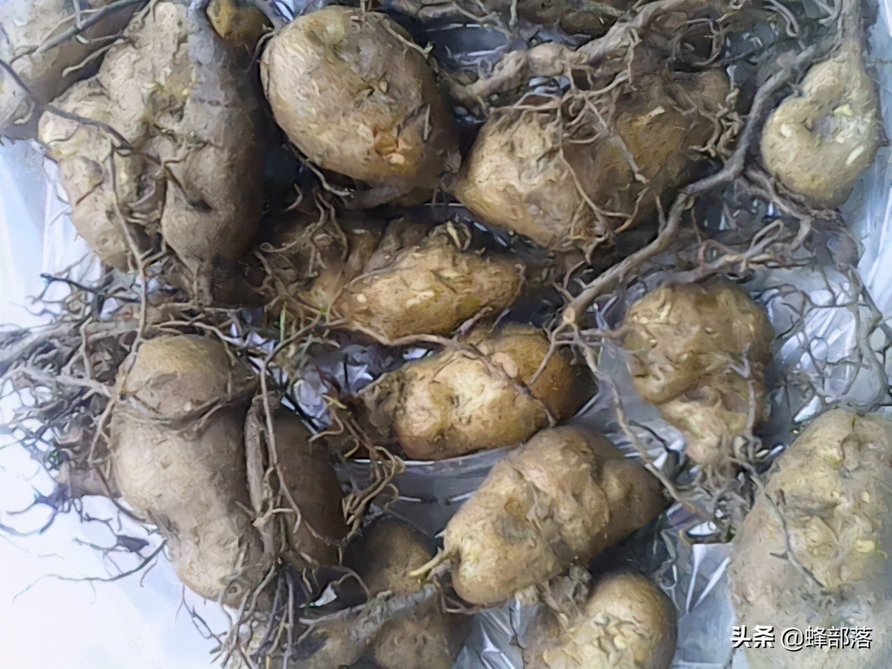 2021年農村發展,這些項目投資不多利潤高,管理好賺50萬是可能的