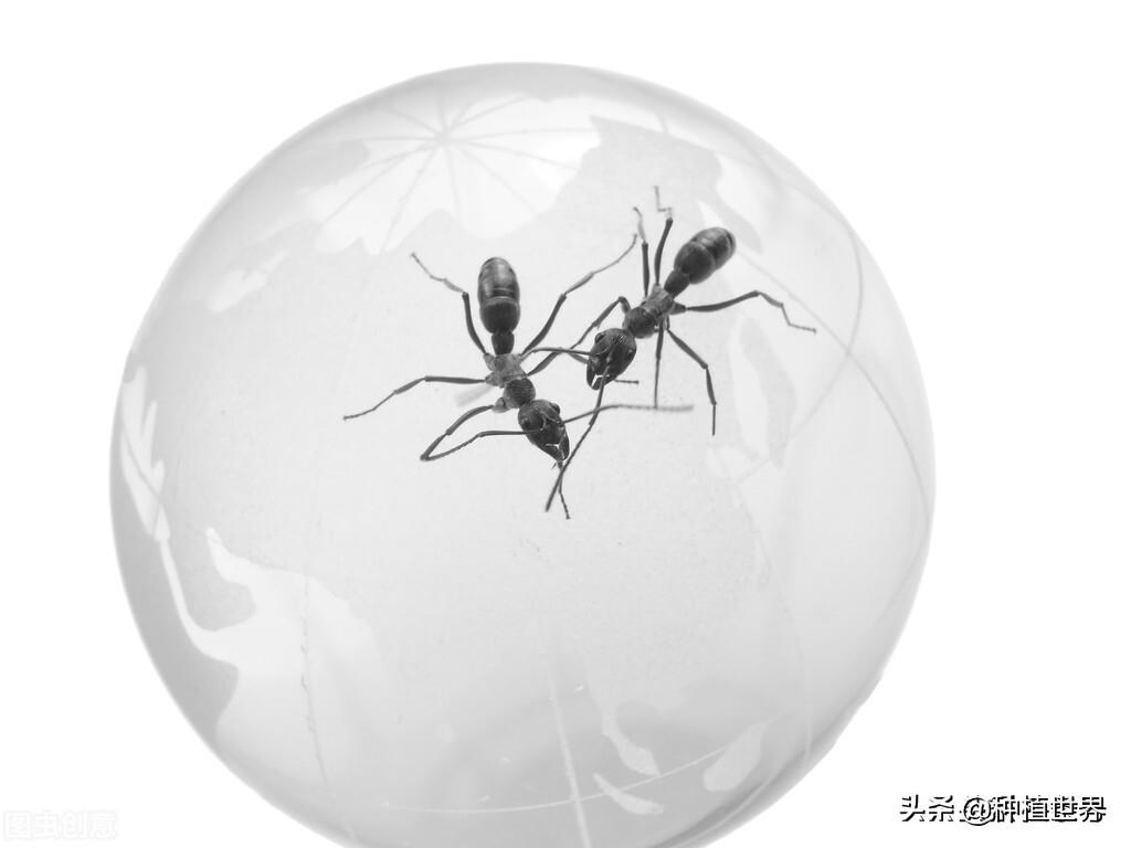 不想打工了，手中只有3萬元，回農村創業，養殖什么較好？