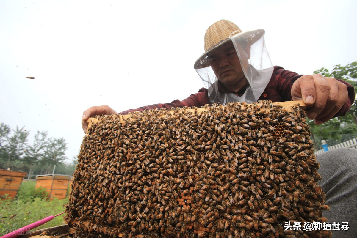 不想打工了，手中只有3萬元，回農村創業，養殖什么較好？