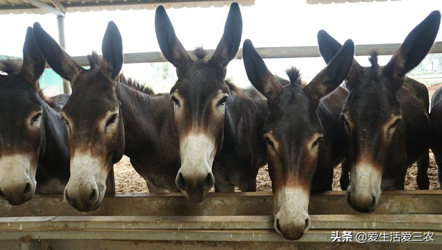 在農村適合干什么項目（農村能干的小項目）-專在家創業網