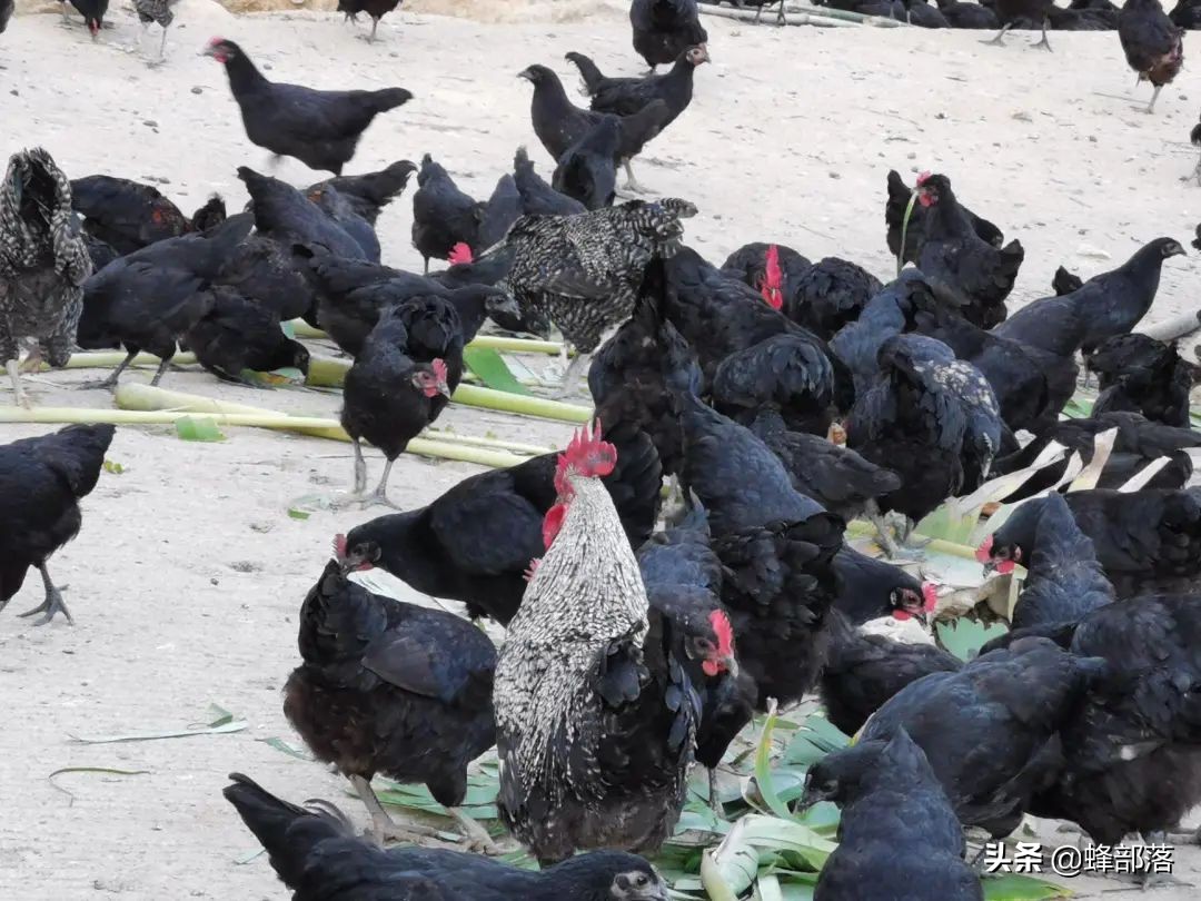 在農(nóng)村，生豬養(yǎng)殖虧損，哪些養(yǎng)殖項(xiàng)目利潤(rùn)高能賺錢(qián)？看看這10個(gè)