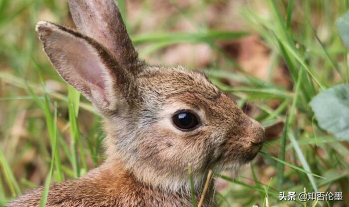 帶動農村致富的項目(藏在農村5個前景大致富項目)-專在家創業網