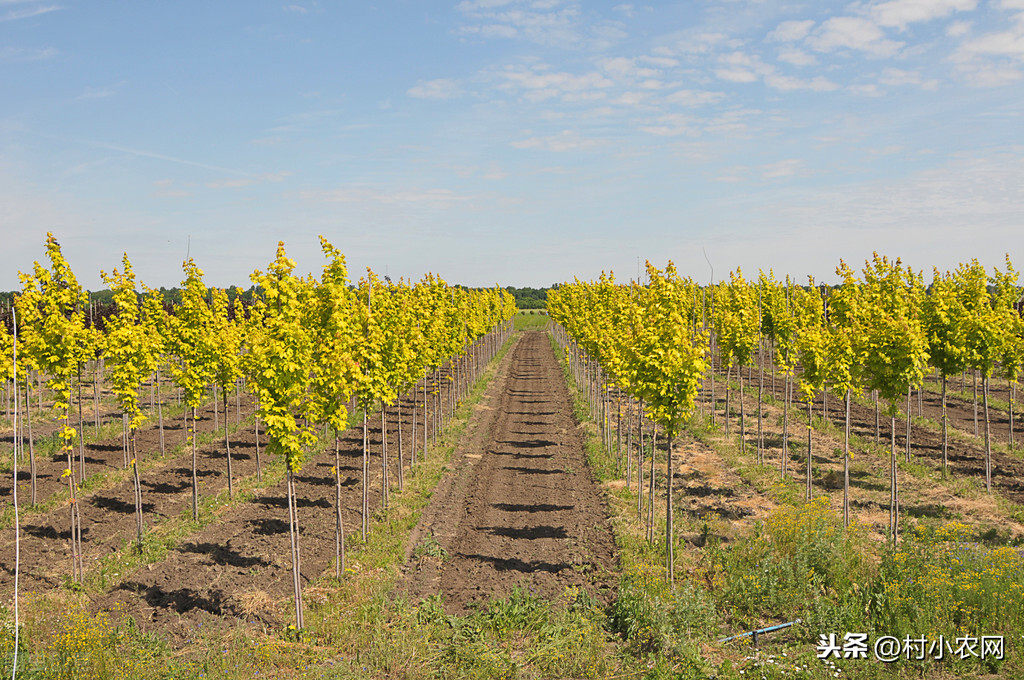 農村干什么賺錢？這6個農村致富的方向，回鄉創業的可以嘗試下