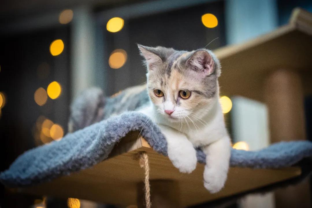 有人為貓憤而創(chuàng)業(yè)，有人為寵物一擲千金，寵物賽道該向何處去？