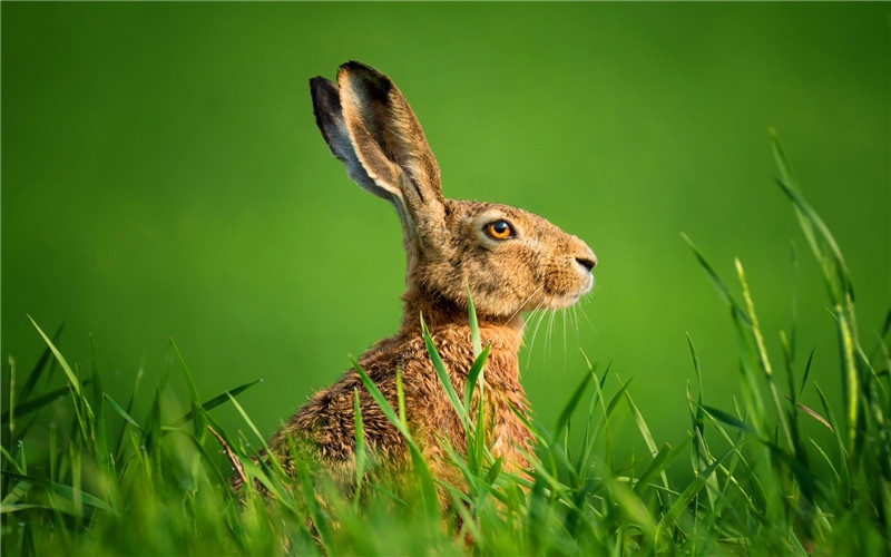 農村小成本養殖，有哪些項目可能實現年收入50萬以上？這幾種