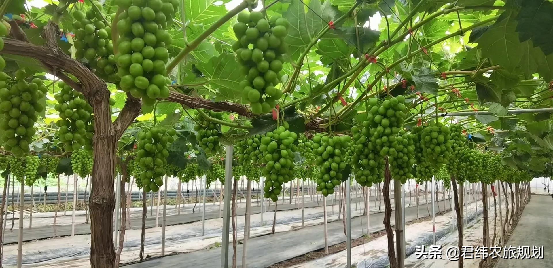 新農業創業項目有哪些-專在家創業網