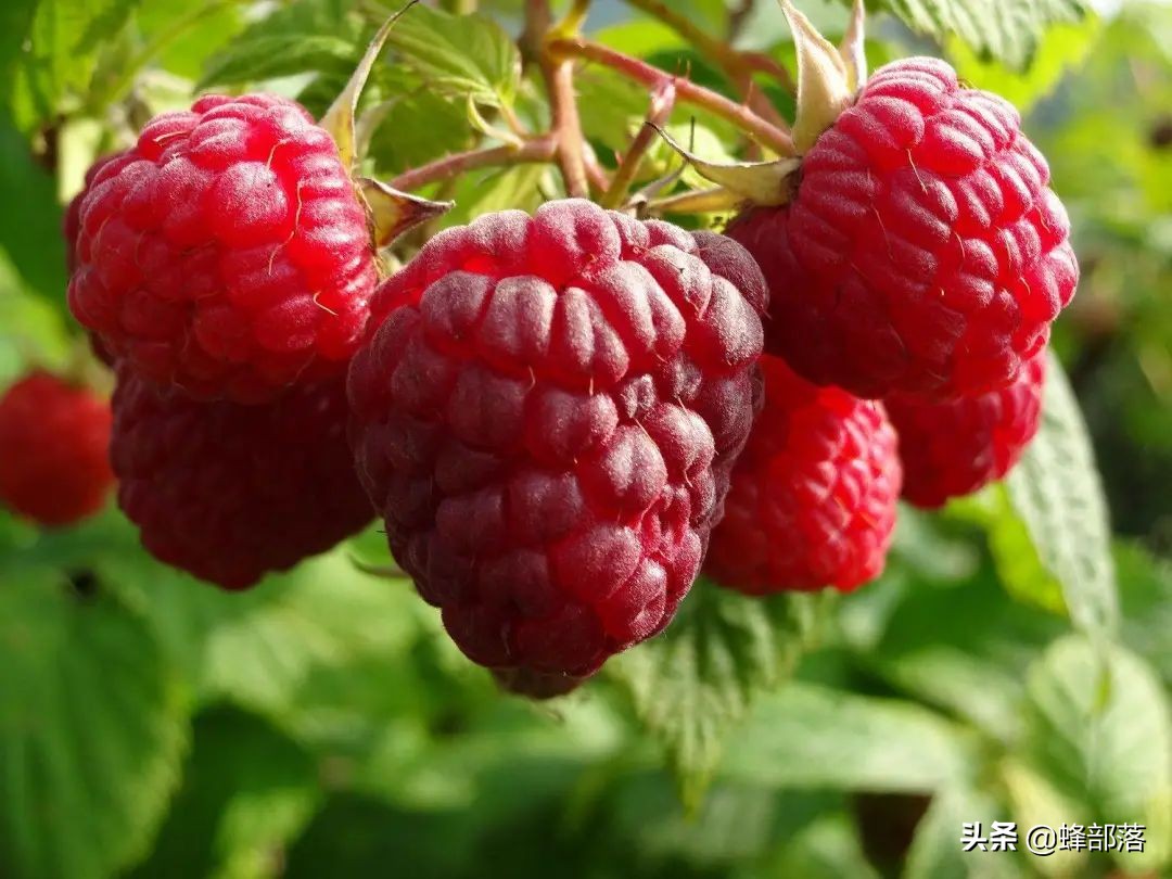 2021年農村發展,這些項目投資不多利潤高,管理好賺50萬是可能的