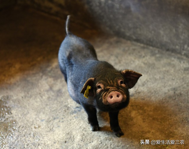 這些農村小本項目，一樣也可賺大錢，建議收藏