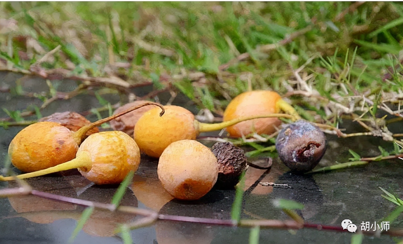 胡小師：初次創業該如何開始？